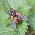 Tachina fera (Common Tachinid).jpg